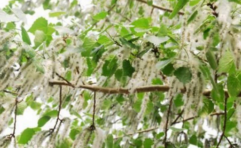 "3113911">毛白杨 /a> a target="_blank" href="/item/花絮/5205981"