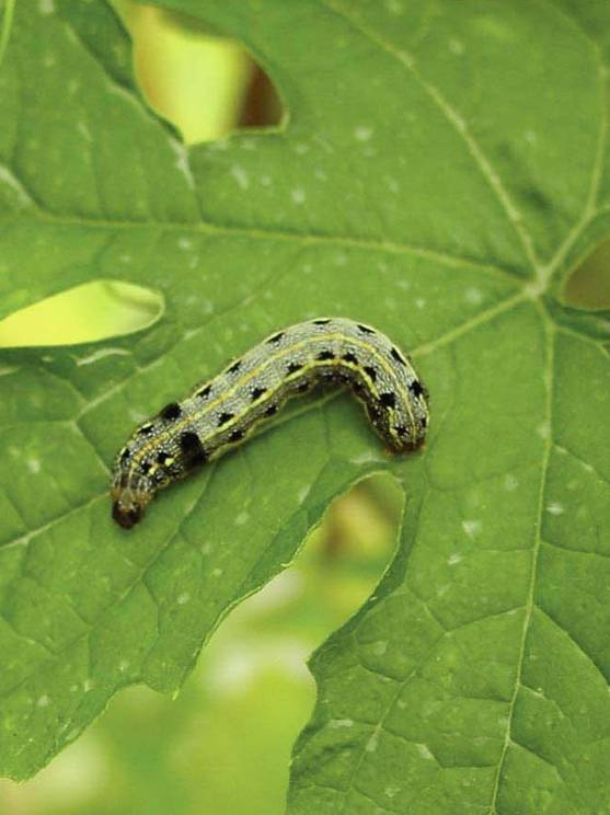  p>斜纹夜蛾(学名: i>spodoptera litura /i> fabricius)属鳞翅目 a