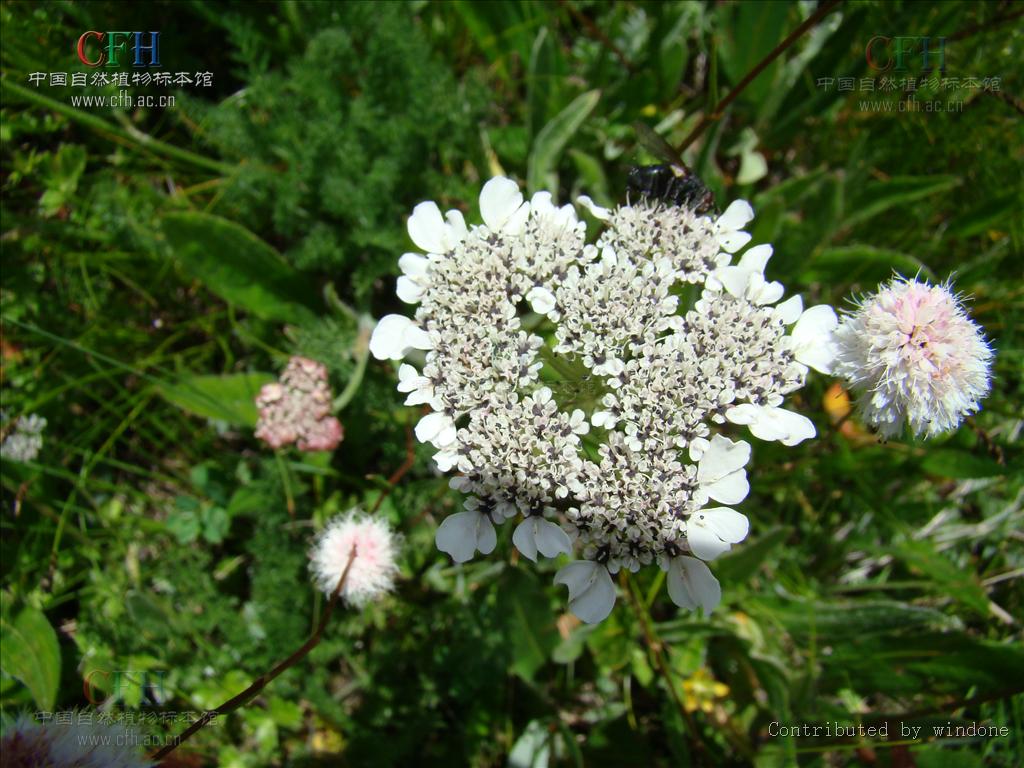  p> a href="#" data-lemmaid="8561277">裂叶独活 /a>(学名:heraele