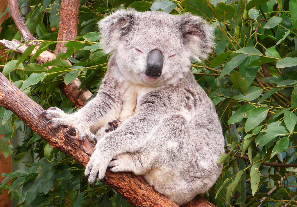  p>树袋熊(学名: i>phascolarctos cinereus /i>