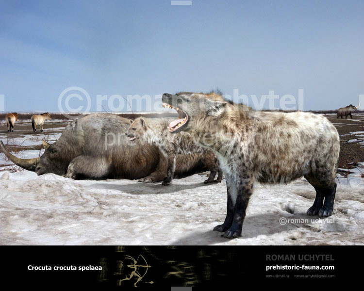  p>洞鬣狗(学名:crocuta crocuta spelaea)是斑鬣狗已灭绝的一个亚种