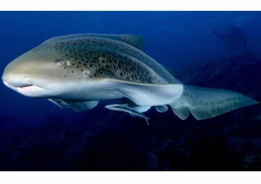  p>印度斑竹鲨, i>chiloscyllium indicum /i> (gmelin, 1789), a