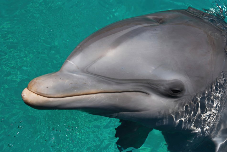 宽吻海豚