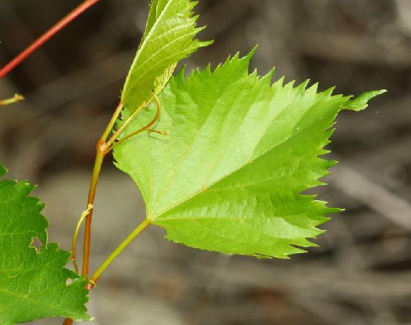 桦叶葡萄