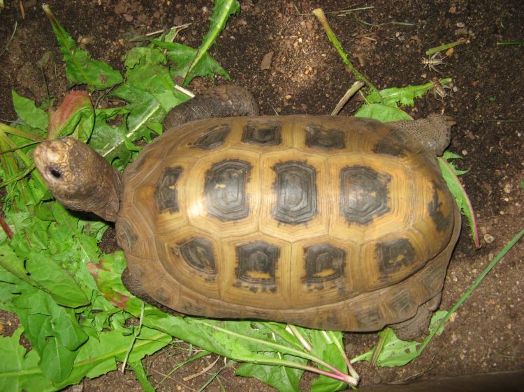  p>缅甸陆龟(学名: i>indotestudo elongata /i>)是陆龟科,印度陆龟属