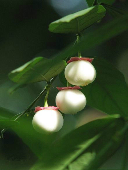  p>守宫木组,大戟科守宫木属其中一组,中国产13种.