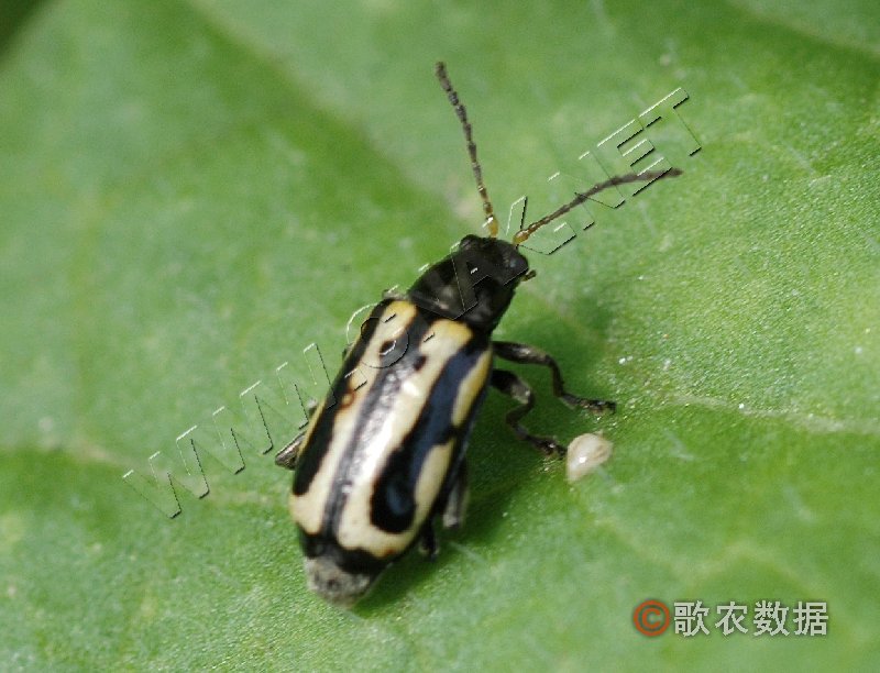  p>蹦蹦虫学名水蚤,俗称红虫,常用来喂养 a target="_blank" href="