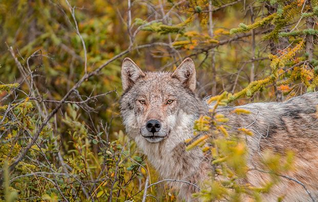  p>阿拉斯加内陆狼是体型很大的狼亚种,从鼻尖到 a href="#" data
