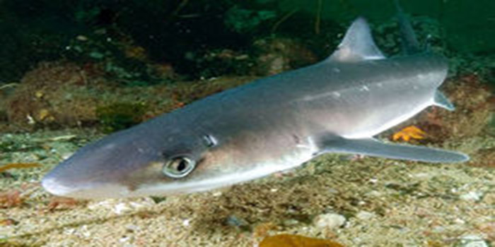  p>扁头哈那鲨(学名: i>notorynchus cepedianus /i>)是六鳃鲨科哈那