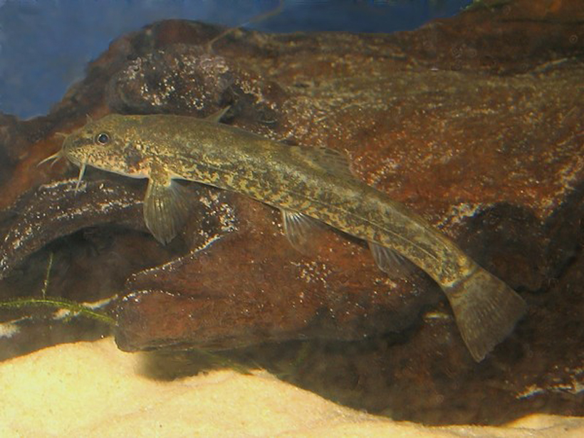  p>小眼须鳅, i>barbatulamicrophthalma  /i>(kessler, 1879) , a