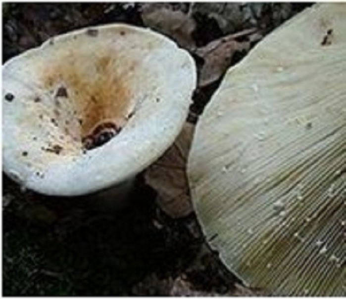  p>菌盖直径6-15cm,半球形,中部下凹,渐平展,后呈浅漏斗形;盖面干