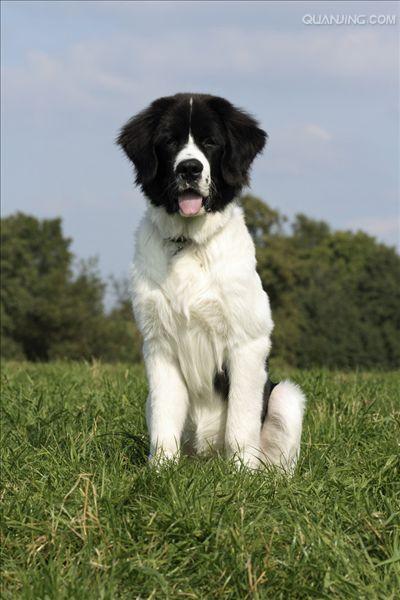 很多育犬协会认为"兰西尔犬"只是newfoundland犬一个简单的(有)黑白
