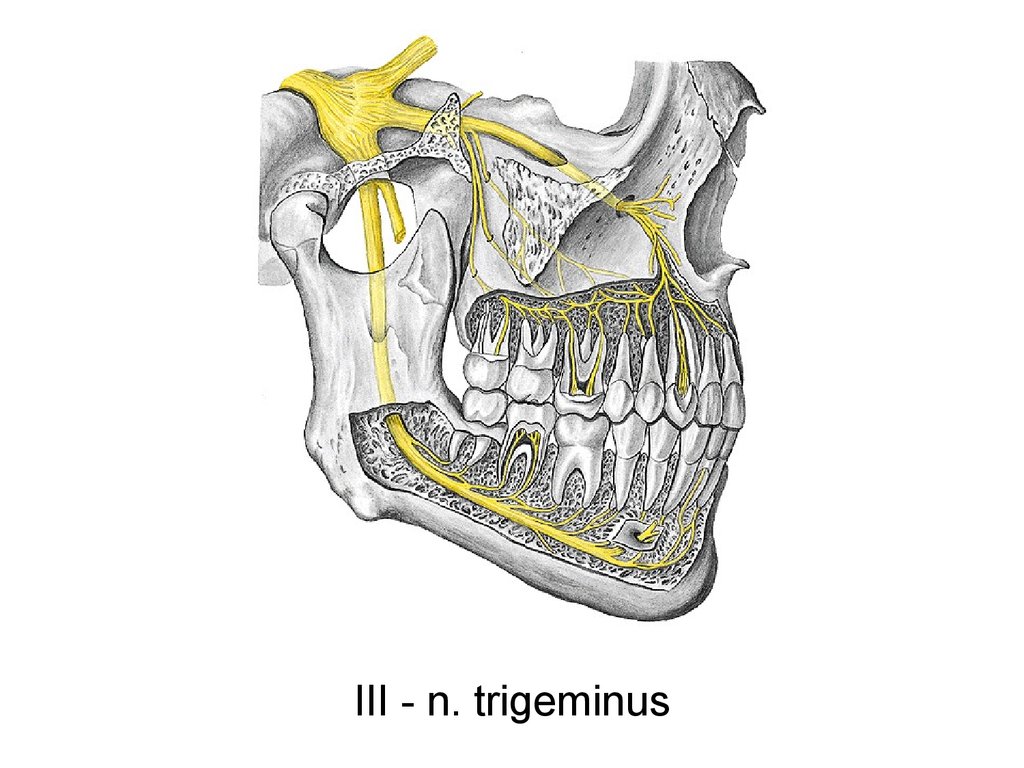 trigeminal nerve