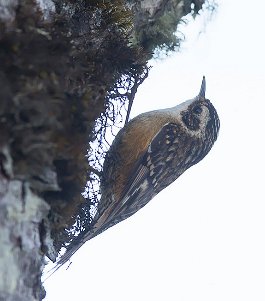 rusty-flanked treecreeper