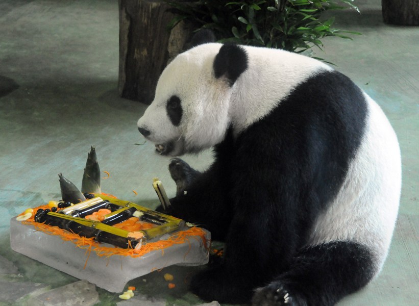 团团是中国大陆赠送给台湾的一对大熊猫中的雄性熊猫,团团是通过