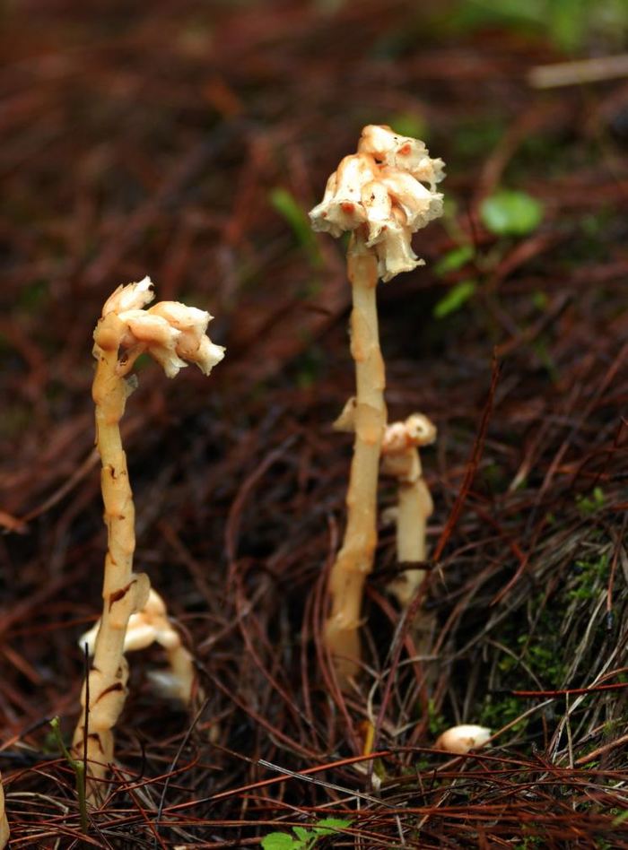 字段:多年生腐生 a href="#" data-lemmaid="541696">草本 /a>,肉质