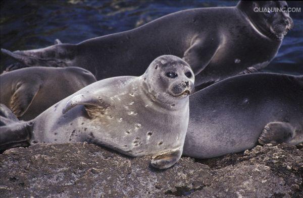 贝加尔海豹