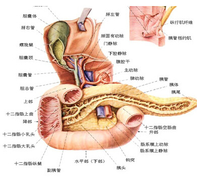  p>肠腺是小肠黏膜中的微小 a href="#" data
