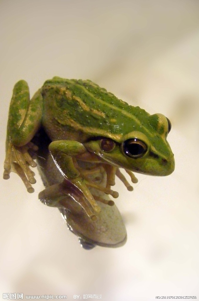 lemmaid="620294">两栖纲 /a>的动物,成体基本无尾,卵一般产于水中