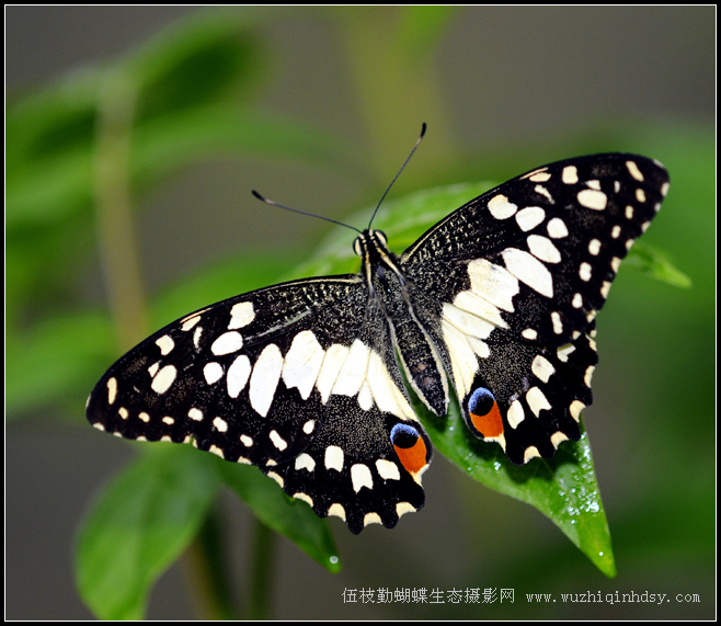  p>达摩凤蝶(papilio demoleus linnaeus蝴蝶)是一种常见的分布广泛的