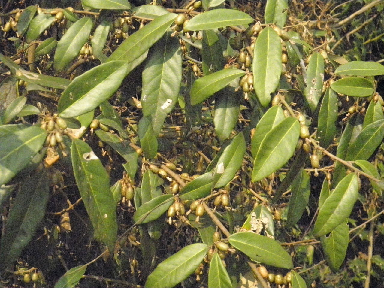  p>长柄胡颓子,拉丁文名:elaeagnus delavayi lecomte.