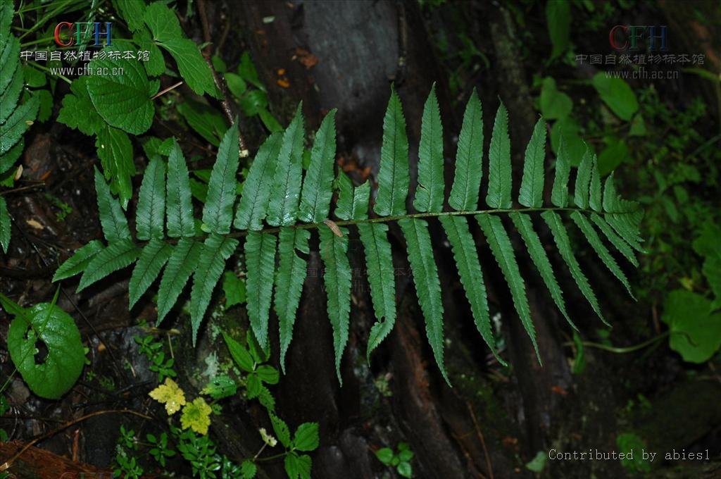  p>密鳞鳞毛蕨(学名: i>dryopteris pycnopteroides /i> (christ) c.