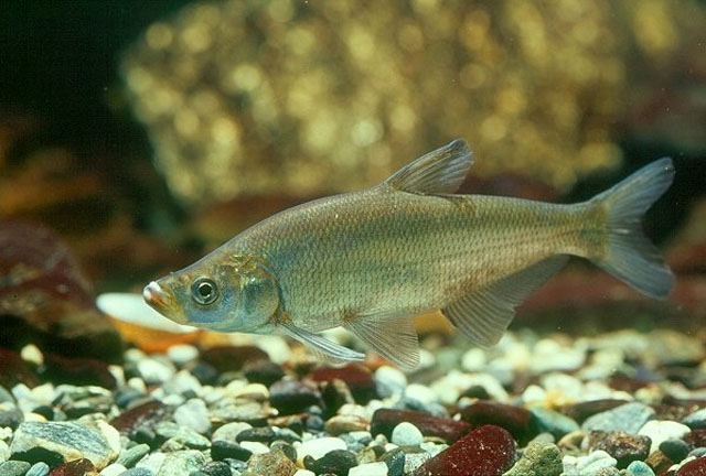  p>红鳍鲌(学名: i>chanodichthys erythropteru /i>s)是鲤科,鲌属的