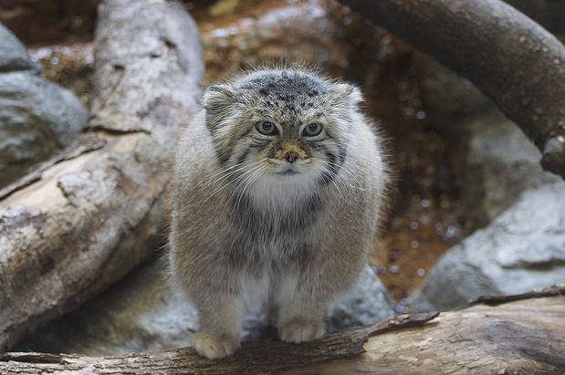 酷似家猫的兔狲