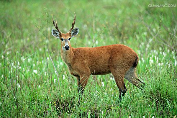  p>泽鹿(学名: i>rucervus duvaucelii /i>)