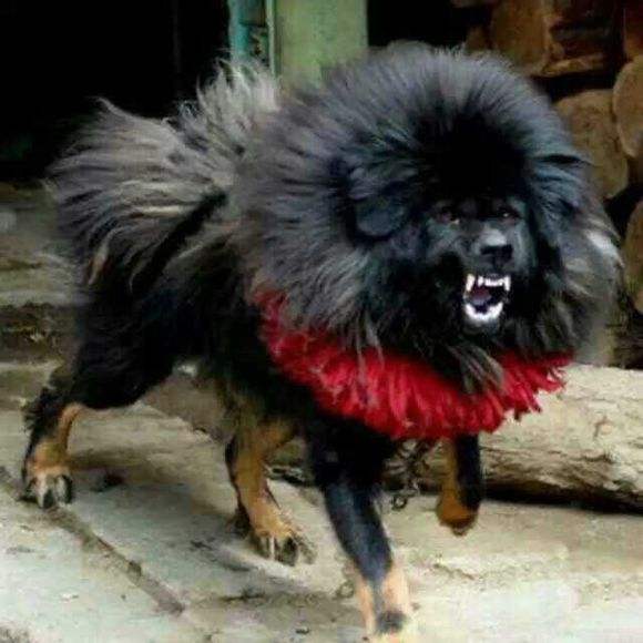  p>鬼獒是 a target="_blank" href="/item/藏獒/5311" data-lemmaid=