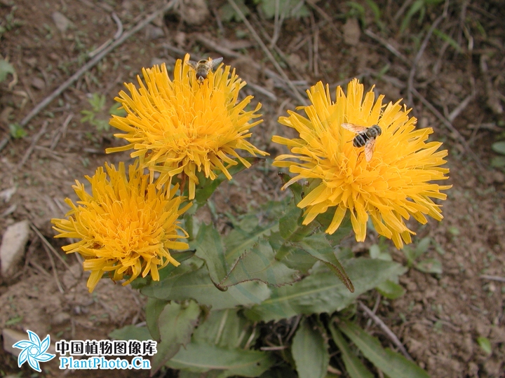 是菊科下的一个植物属,该属植物茎单生,不分枝或少分枝,有叶或无叶  