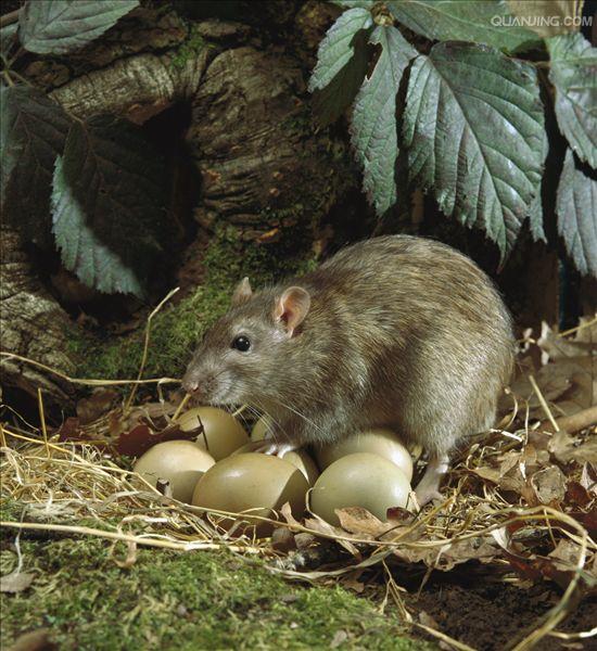  p>褐家鼠(学名 i>: /i> i>rattus norvegicus /i>),也称为褐鼠,大家