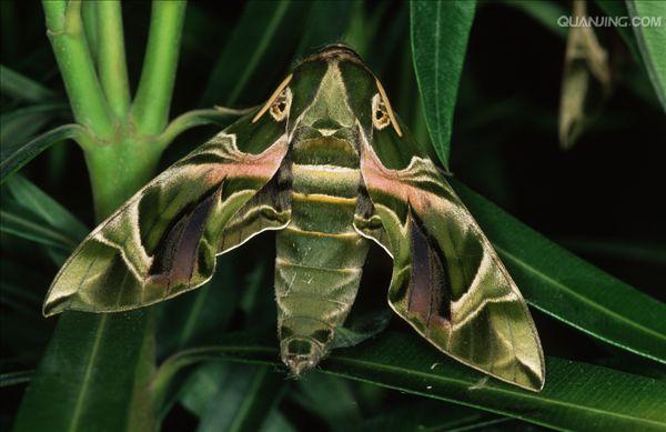  p>夹竹桃天蛾( i>daphnis nerii   /i>(linnaeus, 1758是 a target="