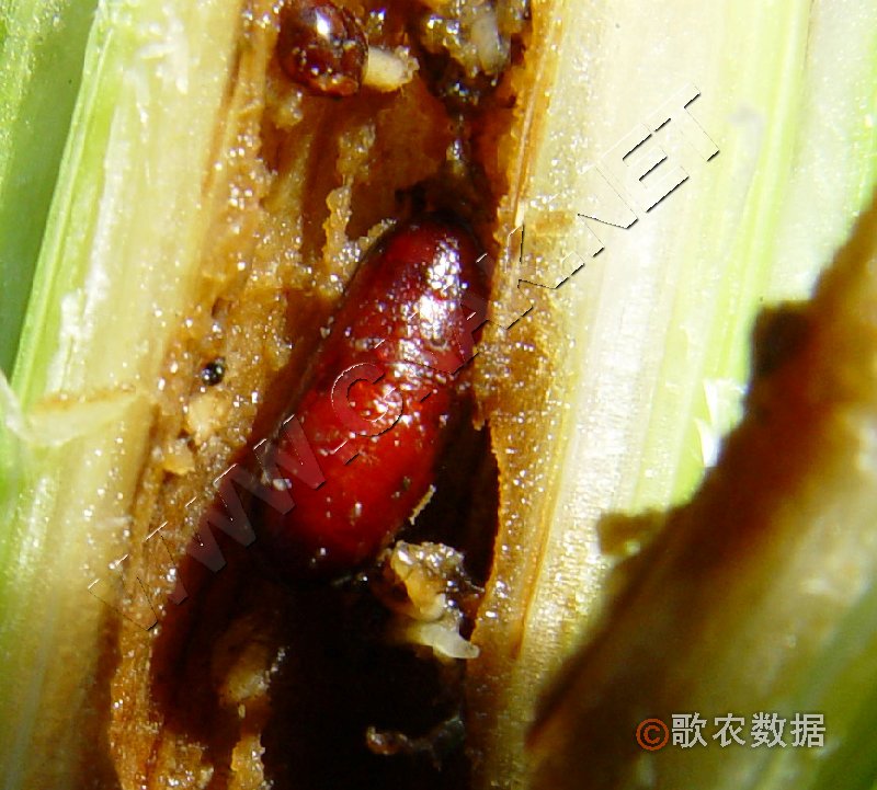  p>玉米螟,又叫玉米钻心虫,属于鳞翅目,螟蛾科,我国发生的玉米螟有
