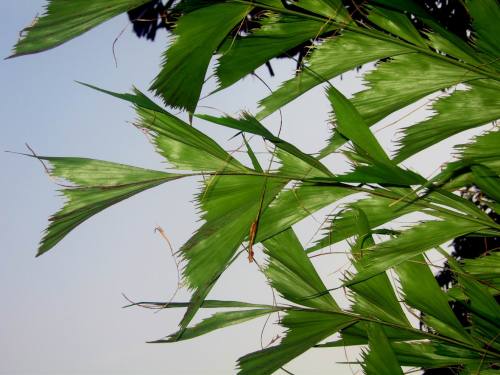  i>caryota mitis /i> lour),花卉苗木市场也称鱼尾葵,又称丛生鱼尾葵