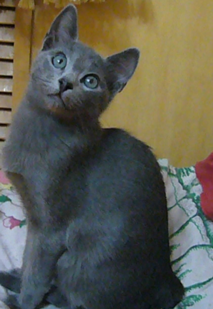 russian blue cat