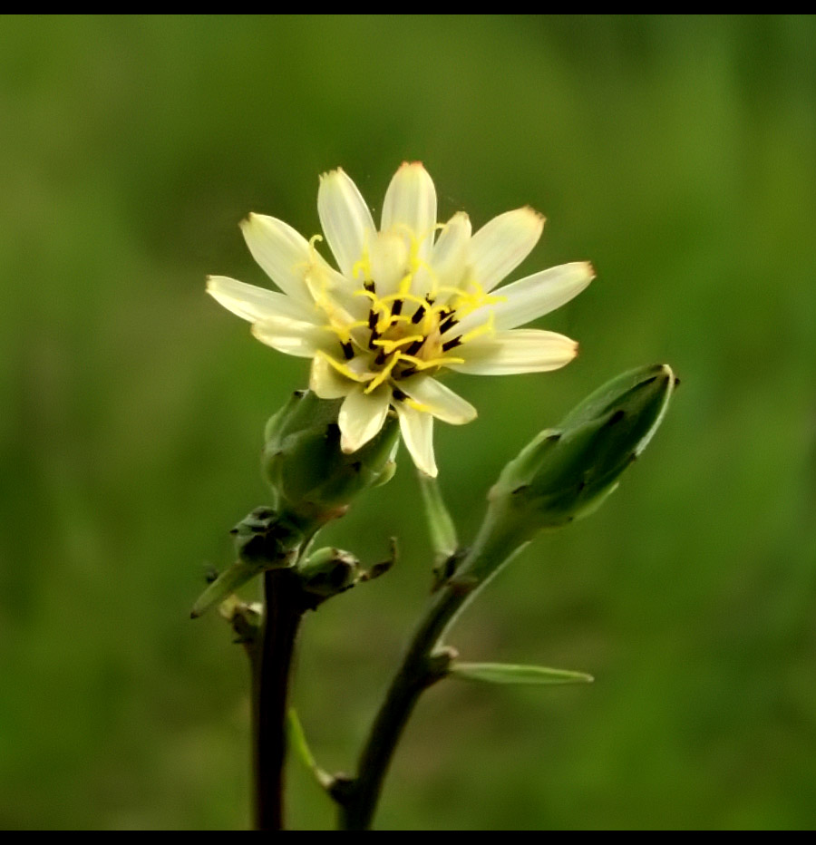  p>华北鸦葱(学名: i>scorzonera albicaulis  /i>bunge)是菊科鸦葱属