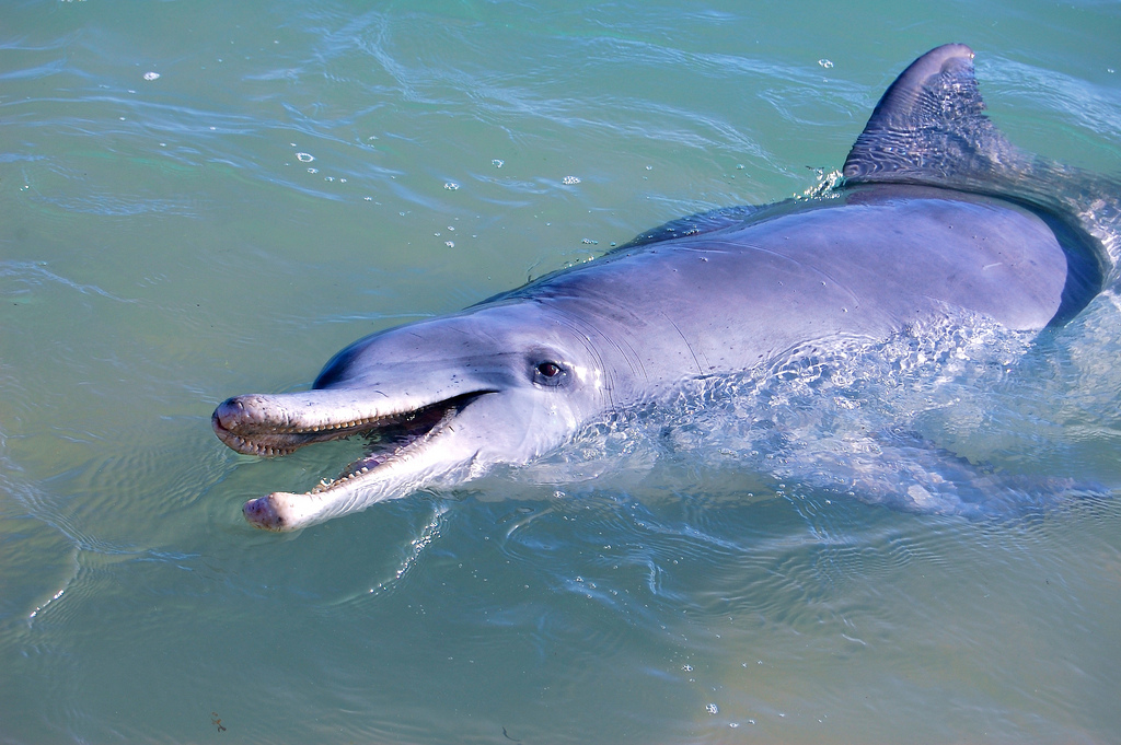瓶鼻海豚