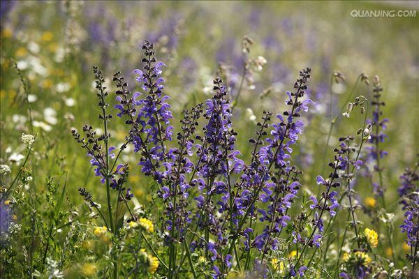  p>鼠尾草属,学名 i>salvia linn.