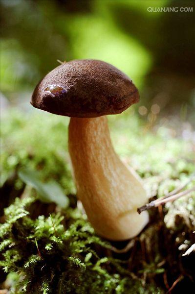 食用蘑菇