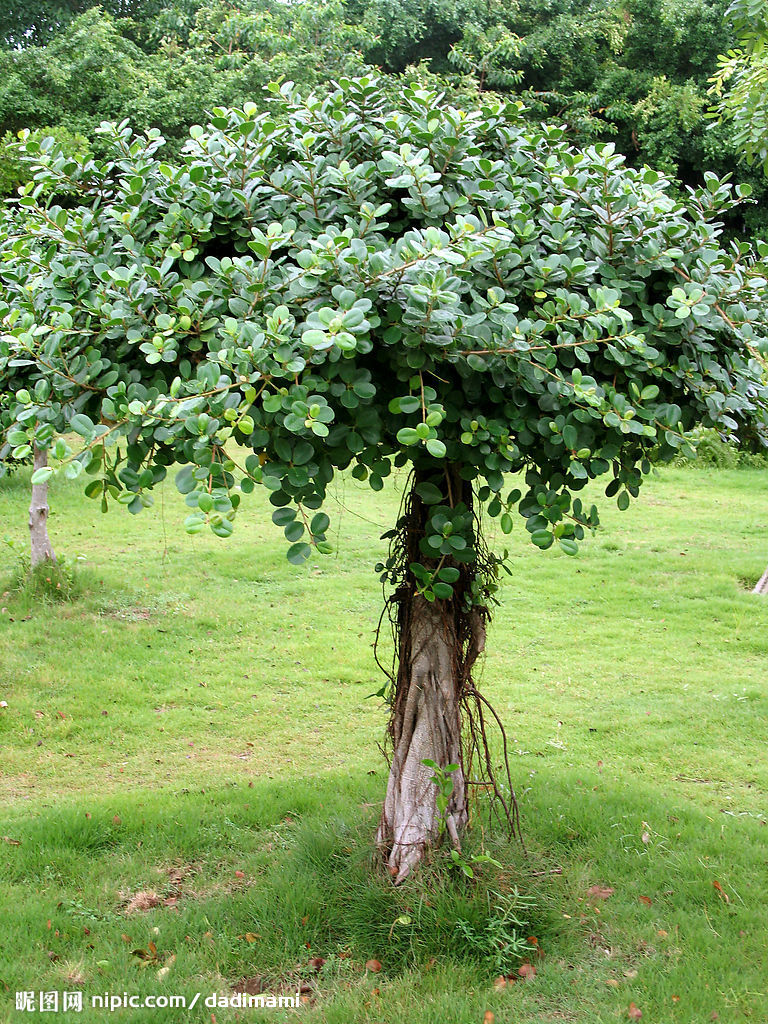  p> b>榕树 /b>(学名: i>ficus microcarpa /i>  linn. f.