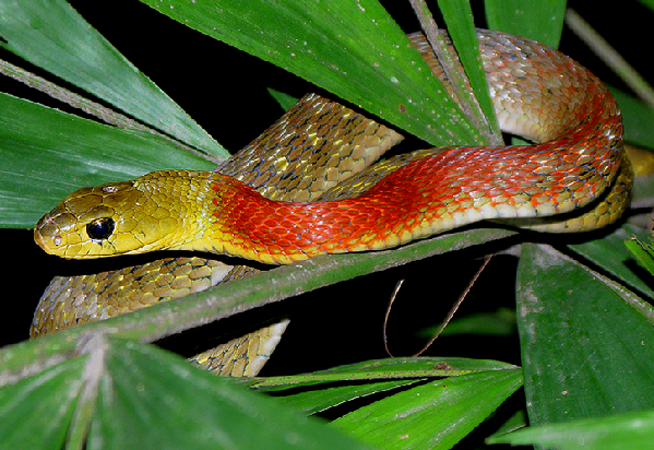 rhabdophis  subminiatus