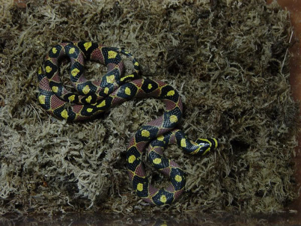 别名 a href="#" data-lemmaid="15418498">美女蛇 /a>,已改名,玉斑丽