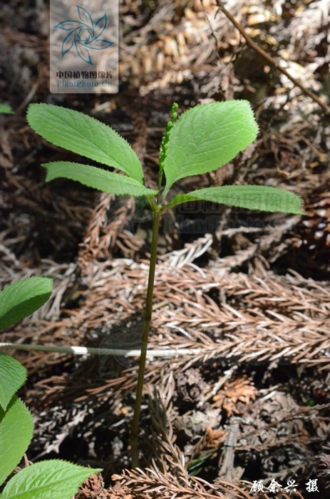 chloranthus serratus (thunb.) roem et schult