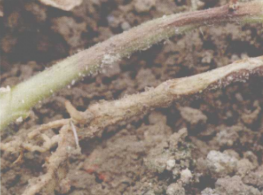  p>番茄立枯病是由 a target="_blank" href="/item/立枯丝核菌