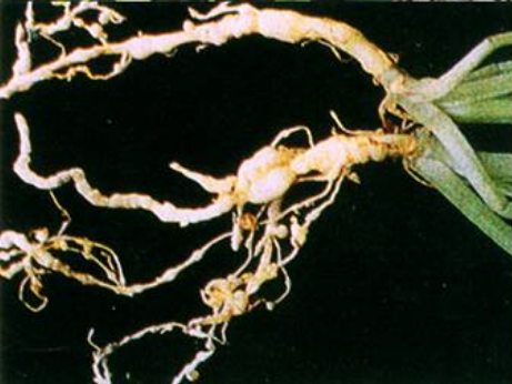 菠菜根结线虫病
