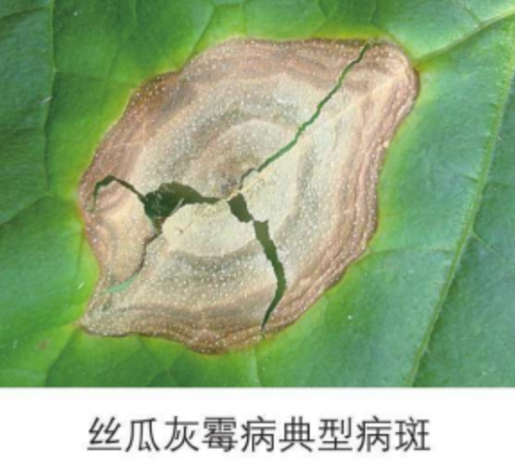 丝瓜灰霉病