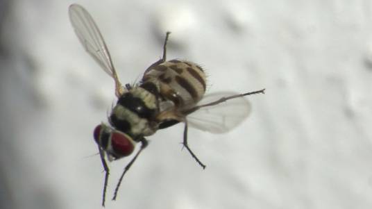 花裸圆蝇_百度百科