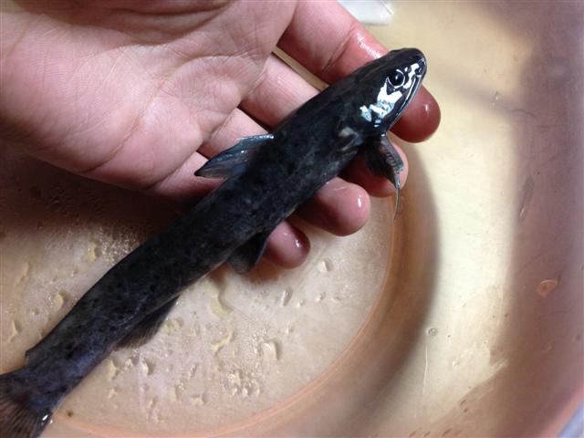  p>大鳍鳠(学名: i>hemibagrus macropterus /i>)是鲿科,鳠属鱼类.