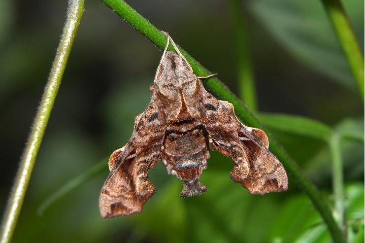 masuriensis /i>)是 a target="_blank" href="/item/天蛾科/10677611